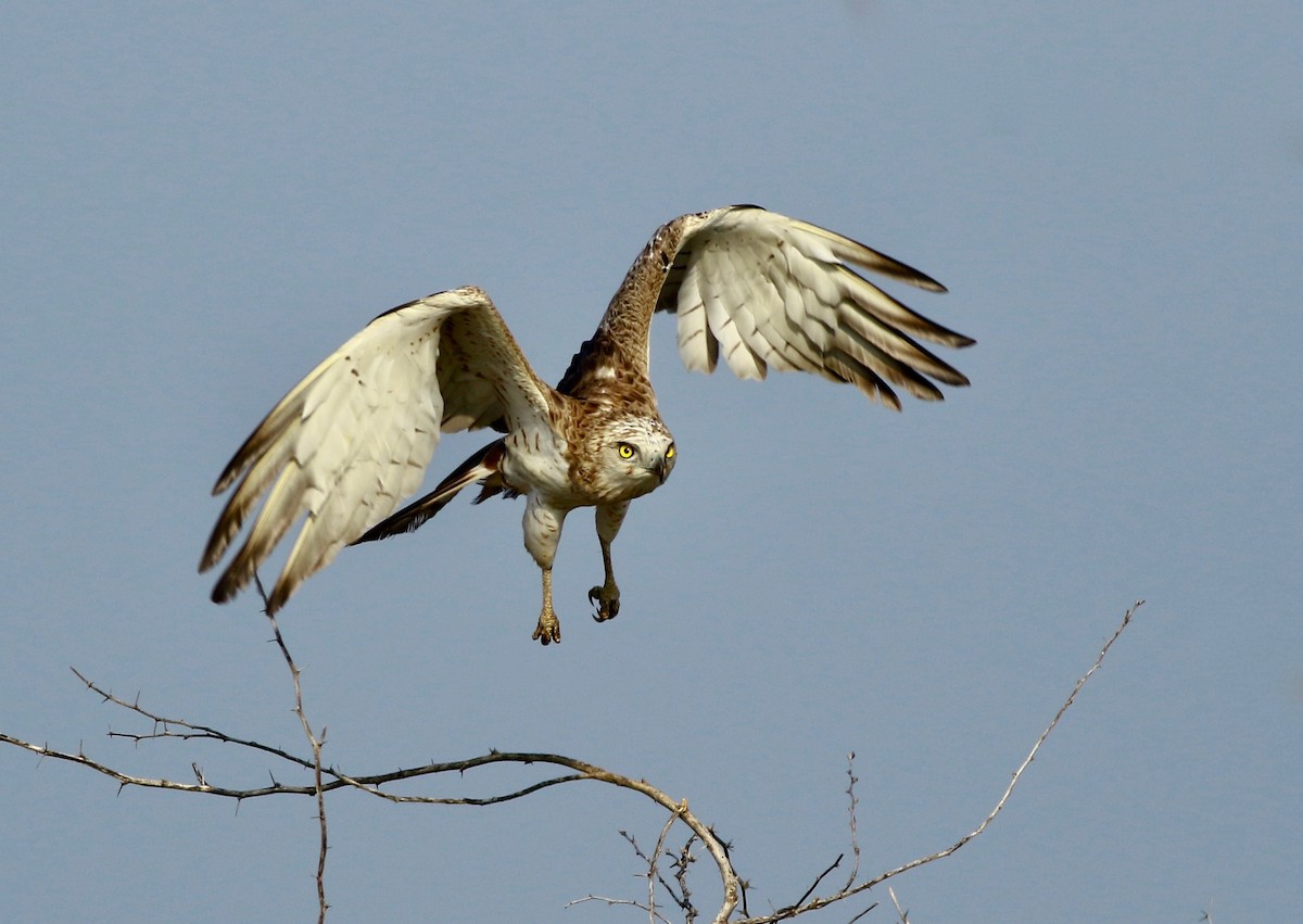 Short-toed Snake-Eagle - Sudhir Herle