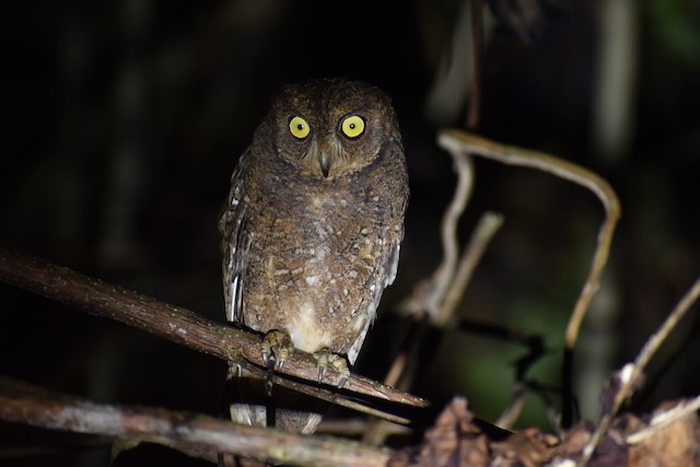 Nicobar Scops-Owl