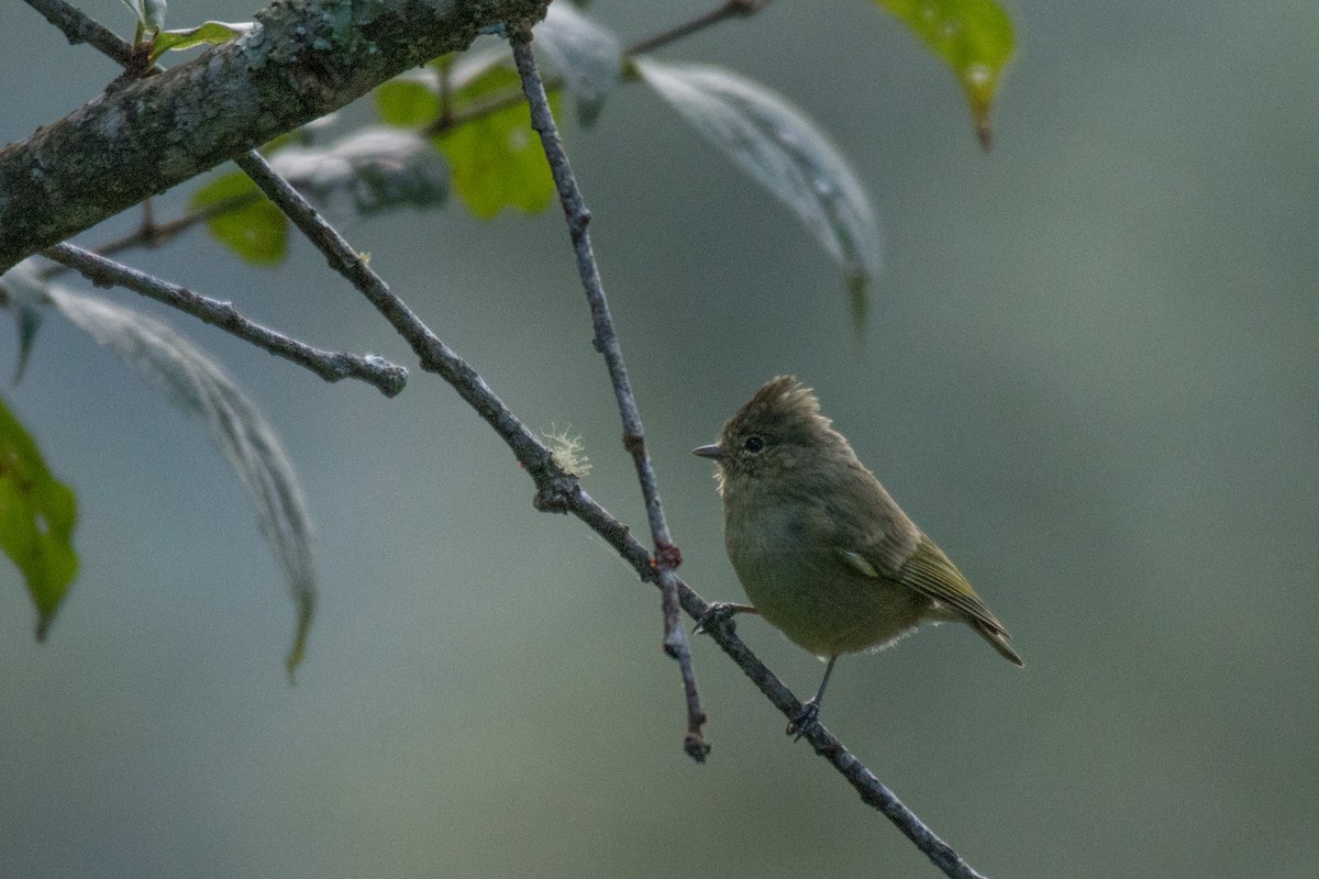 Yellow-browed Tit - ML186455461