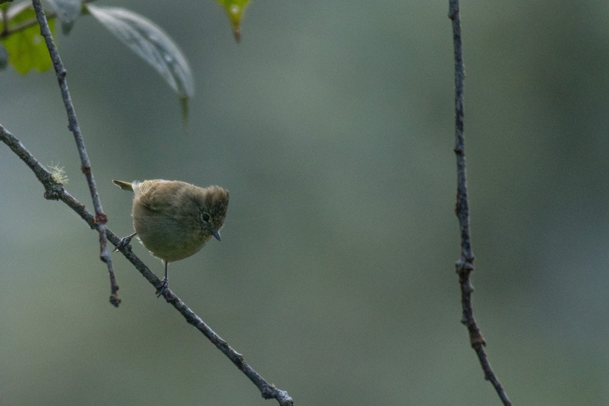 Yellow-browed Tit - ML186455471
