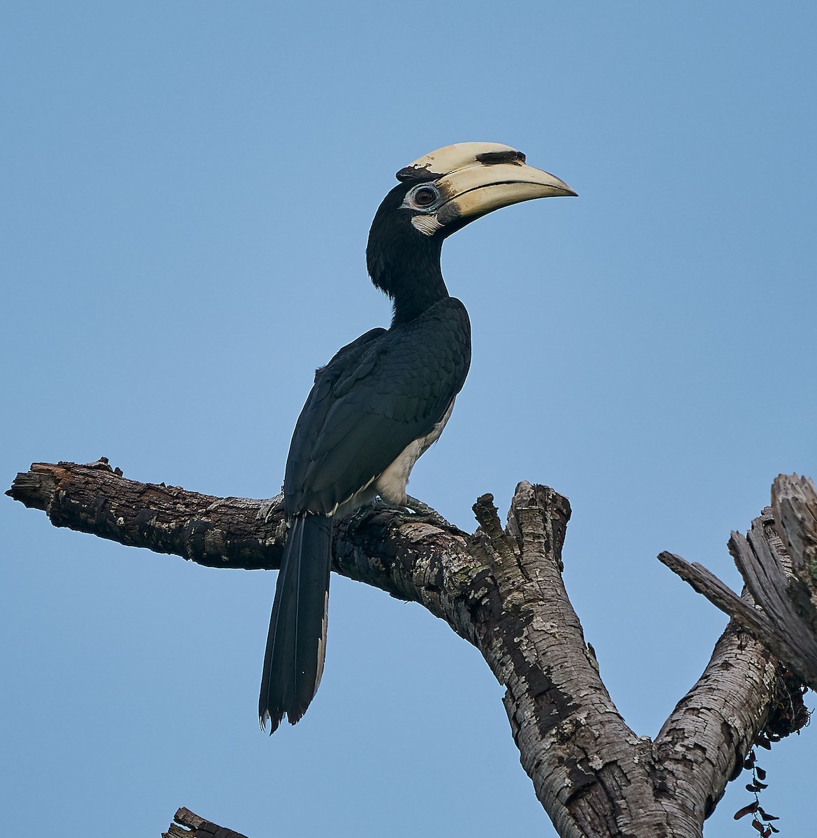 eBird Checklist - 7 Nov 2019 - Bidadari - 9 species (+2 other taxa)