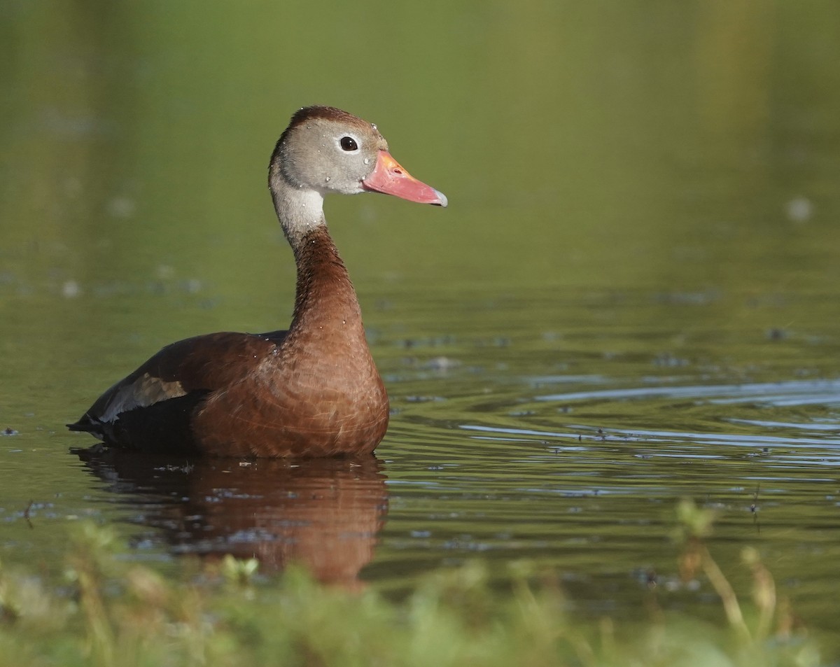 Black-bellied Whistling-Duck (fulgens) - Christian Hagenlocher