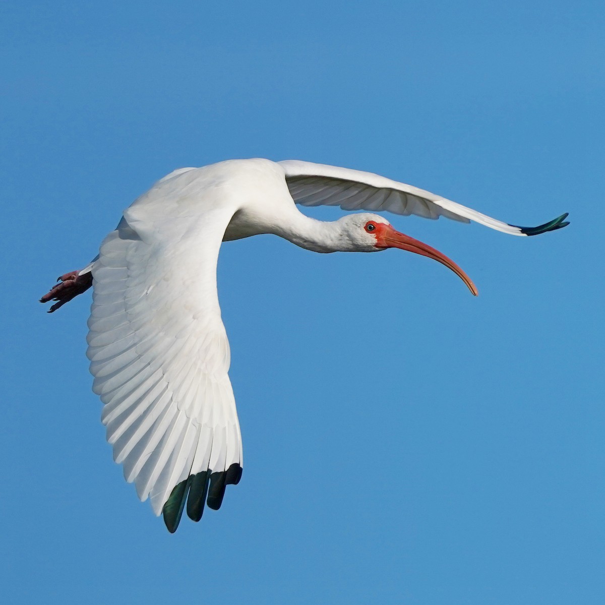 ibis bílý - ML186463491