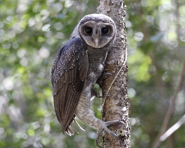 Greater Sooty Owl Size