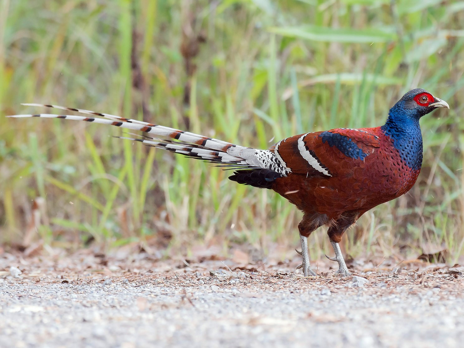 Hume S Pheasant Ebird