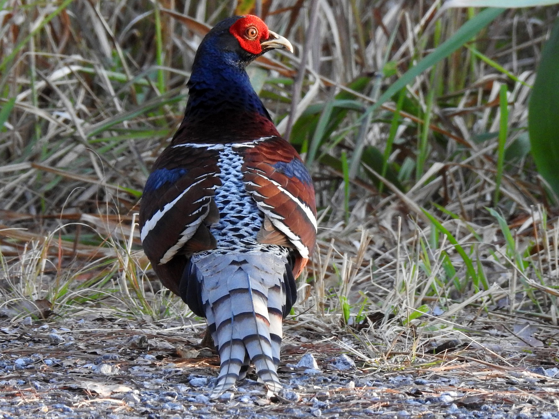 Hume's Pheasant - Troy Case