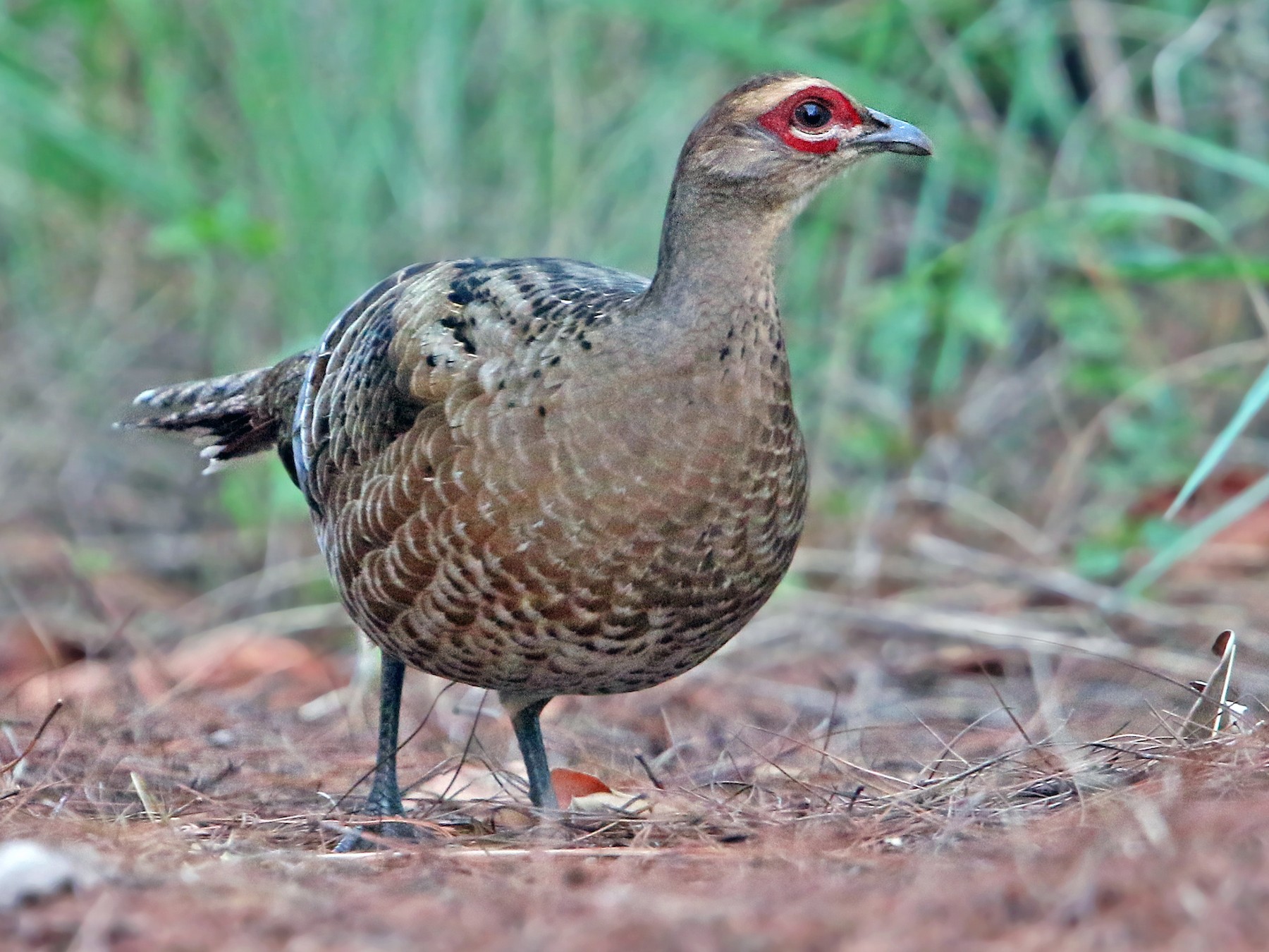 Mrs. Hume's Pheasant eBird
