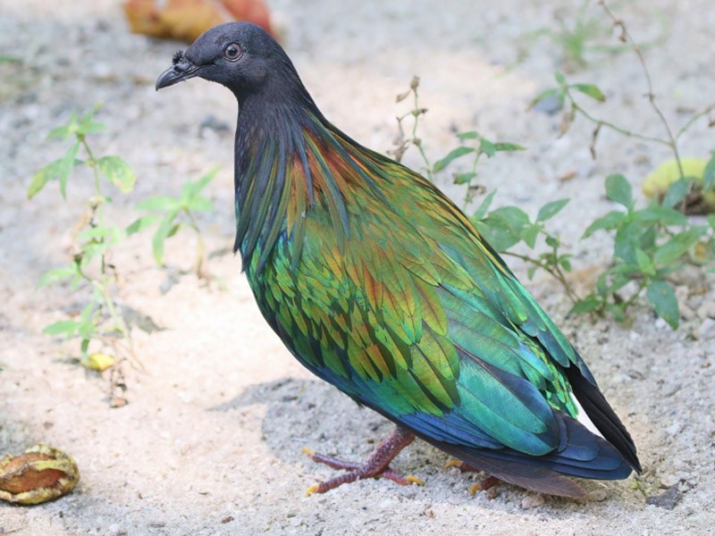 Nicobar Pigeon - Martin Bond