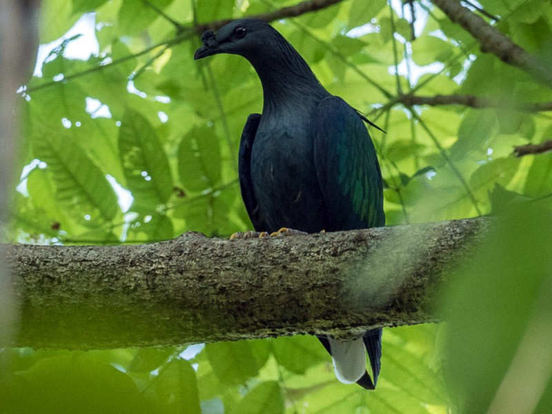 Nicobar Pigeon - Forest Botial-Jarvis
