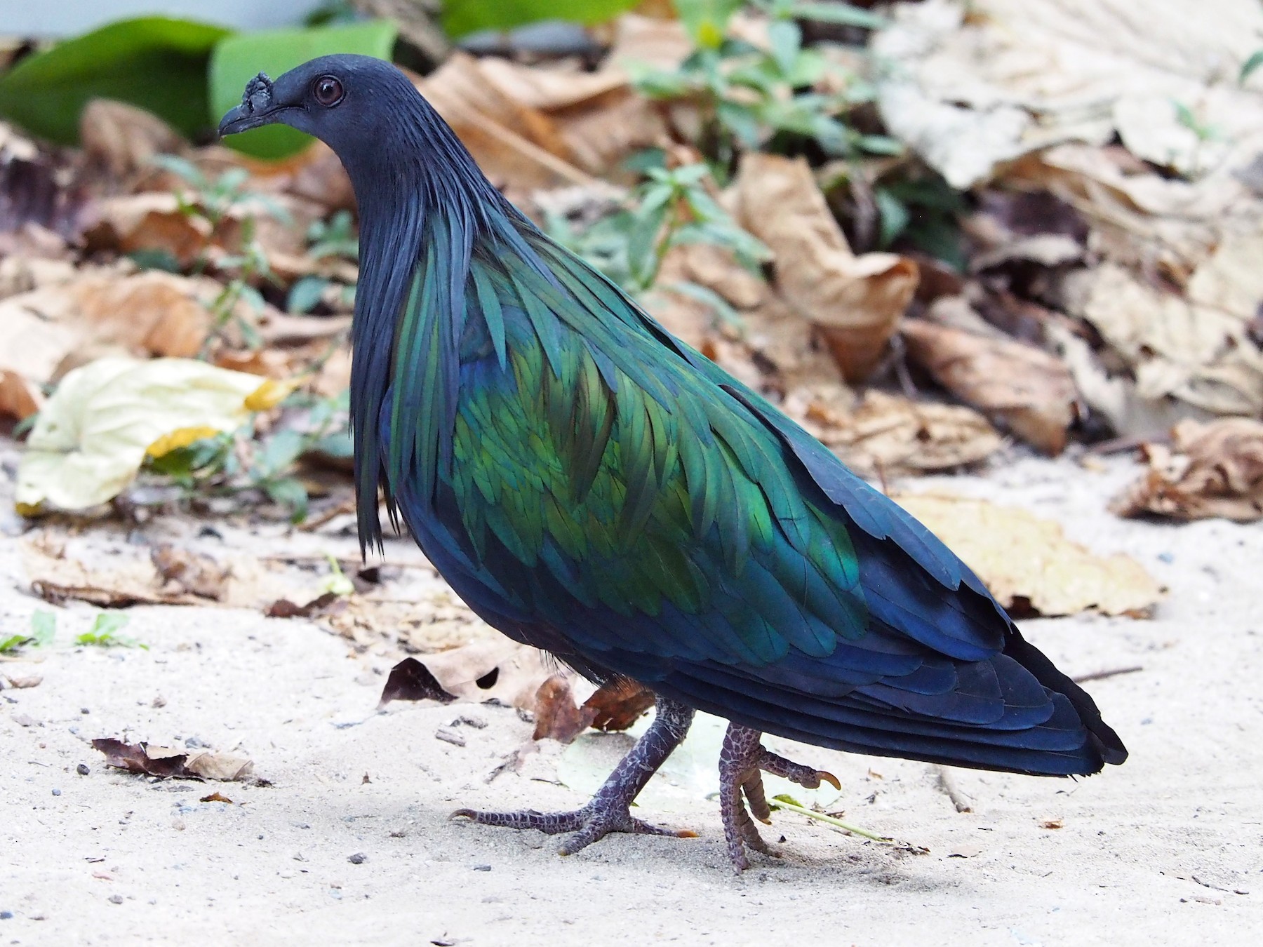 Nicobar Pigeon - Hans-Peter Bieri