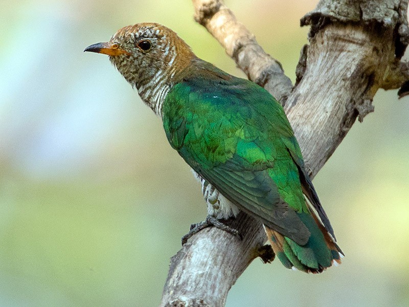 Asian Emerald Cuckoo - Ayuwat Jearwattanakanok