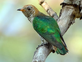 雌鳥 - Ayuwat Jearwattanakanok - ML186466231