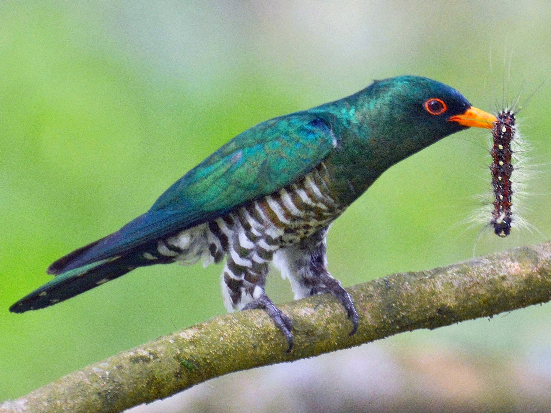 Asian Emerald Cuckoo - eBird