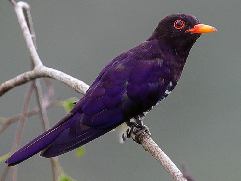 Violet Cuckoo - eBird