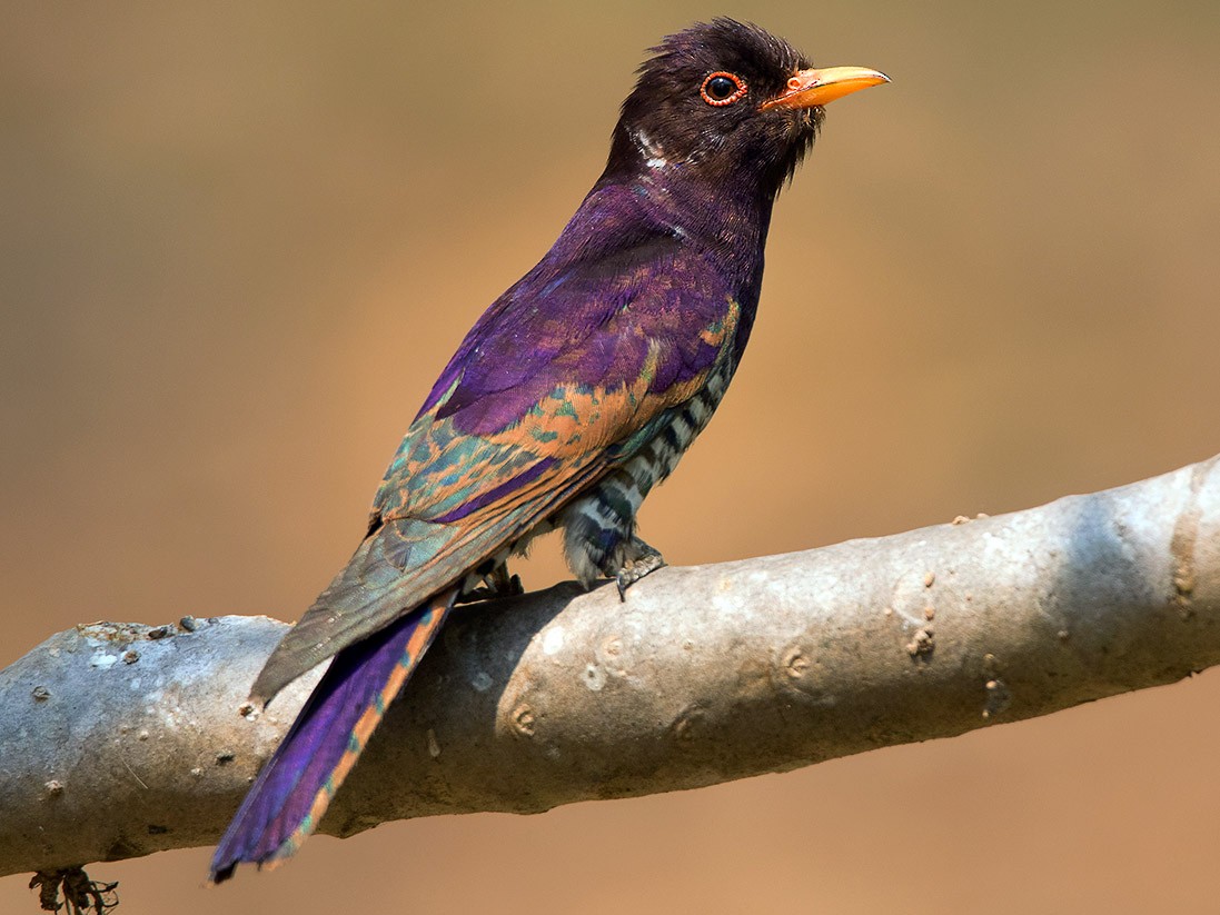 Violet Cuckoo - eBird