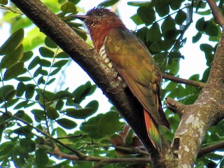 นกเพศเมียเต็มวัย (Rufous-breasted) - George Inocencio - ML186466341