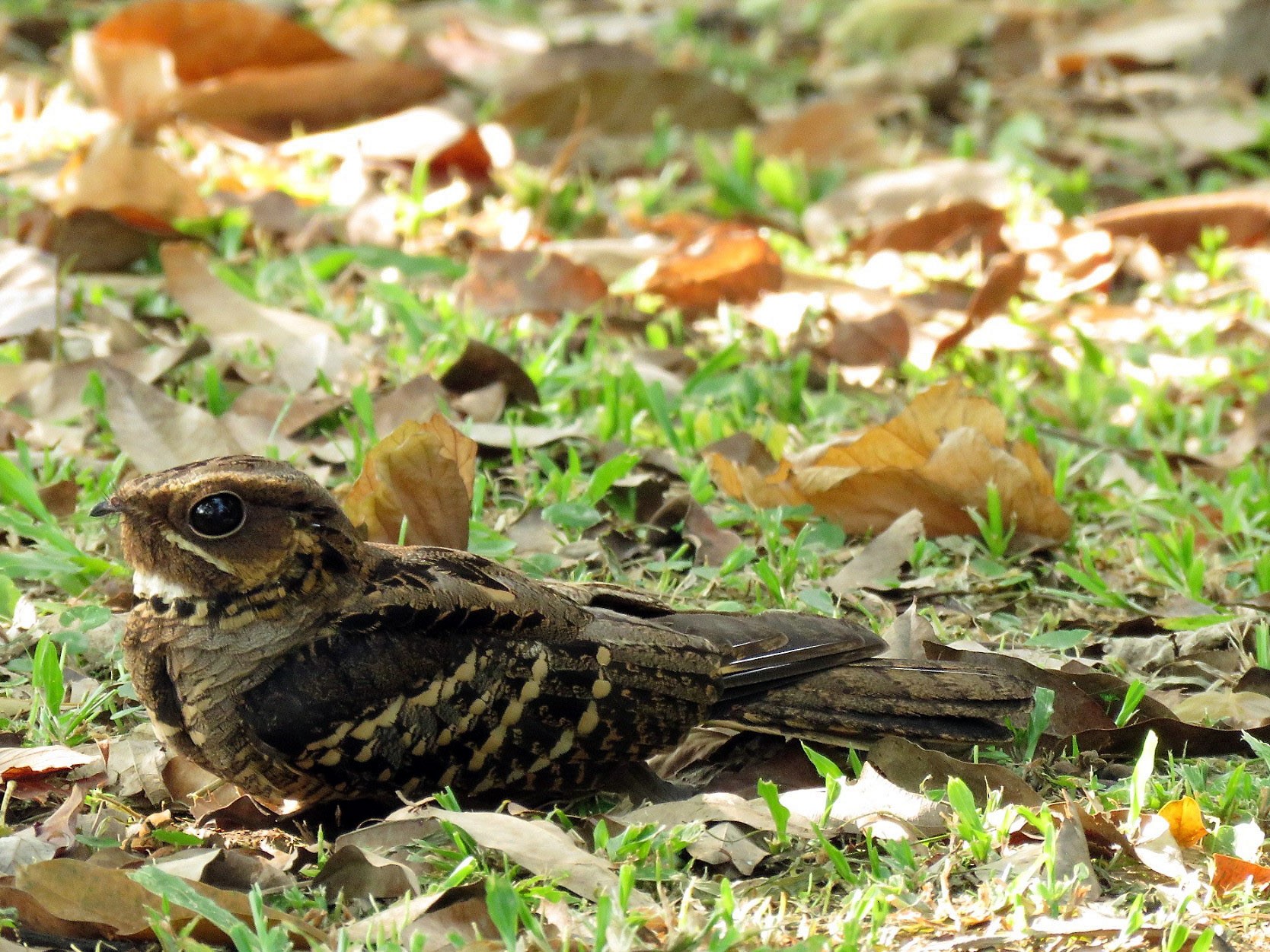 Large-tailed Nightjar - Angela Christine Chua