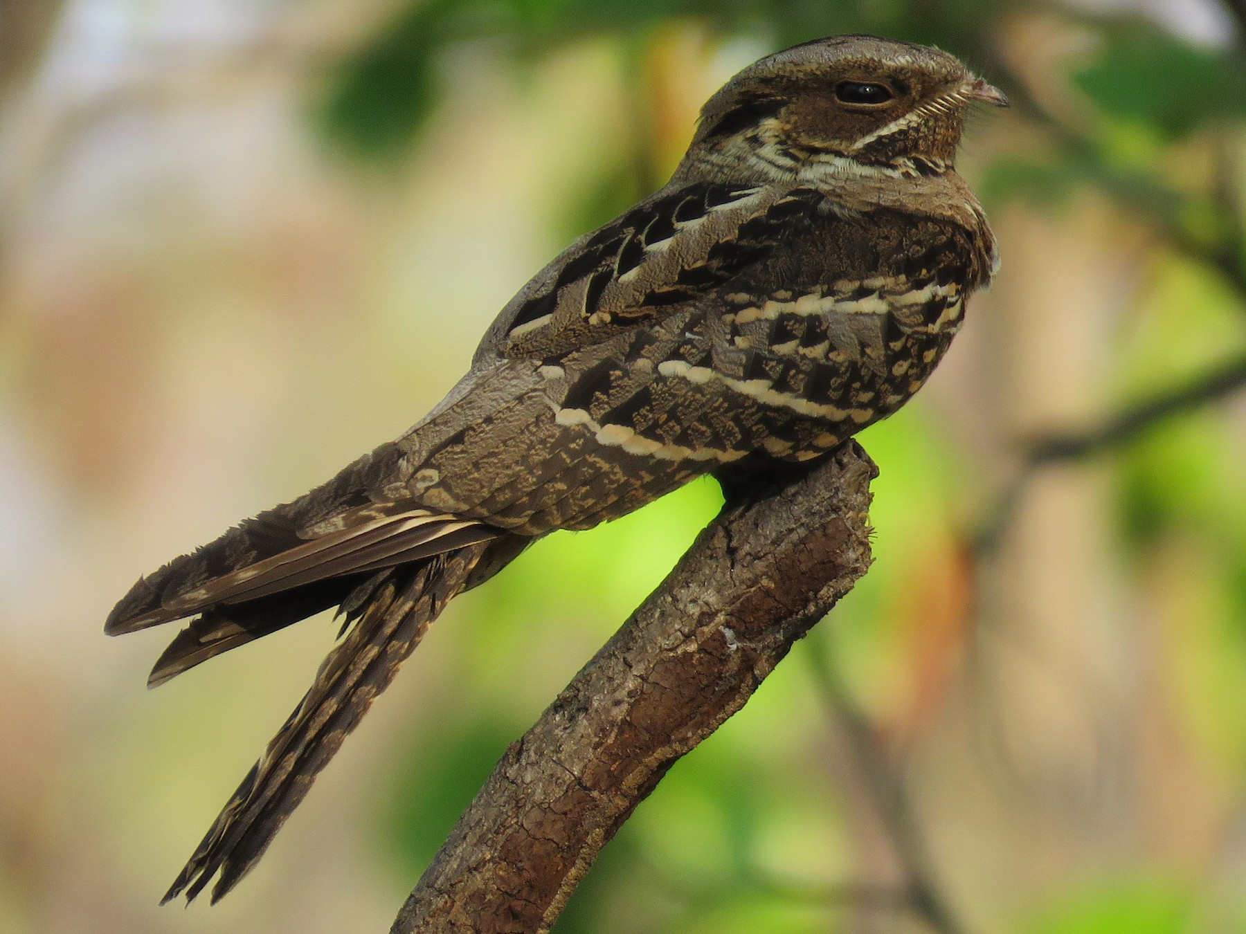 Large-tailed Nightjar - Tun  Oo