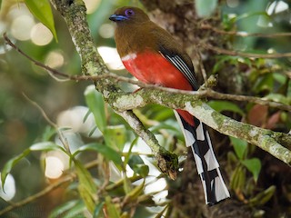 ズアカキヌバネドリ - eBird