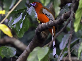 ズアカキヌバネドリ - eBird
