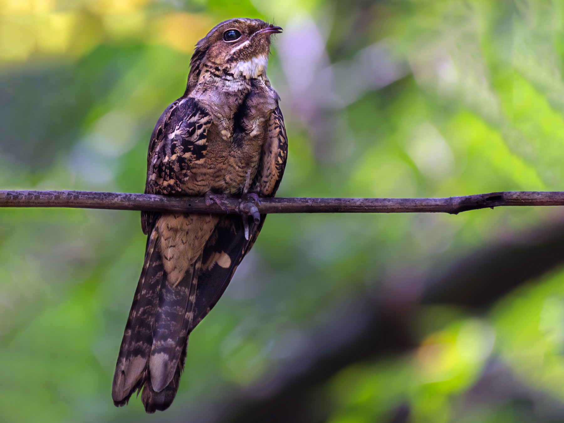 Large-tailed Nightjar - Soumen Roy Chowdhury