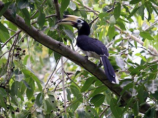 Female - Paul Gössinger - ML186466501