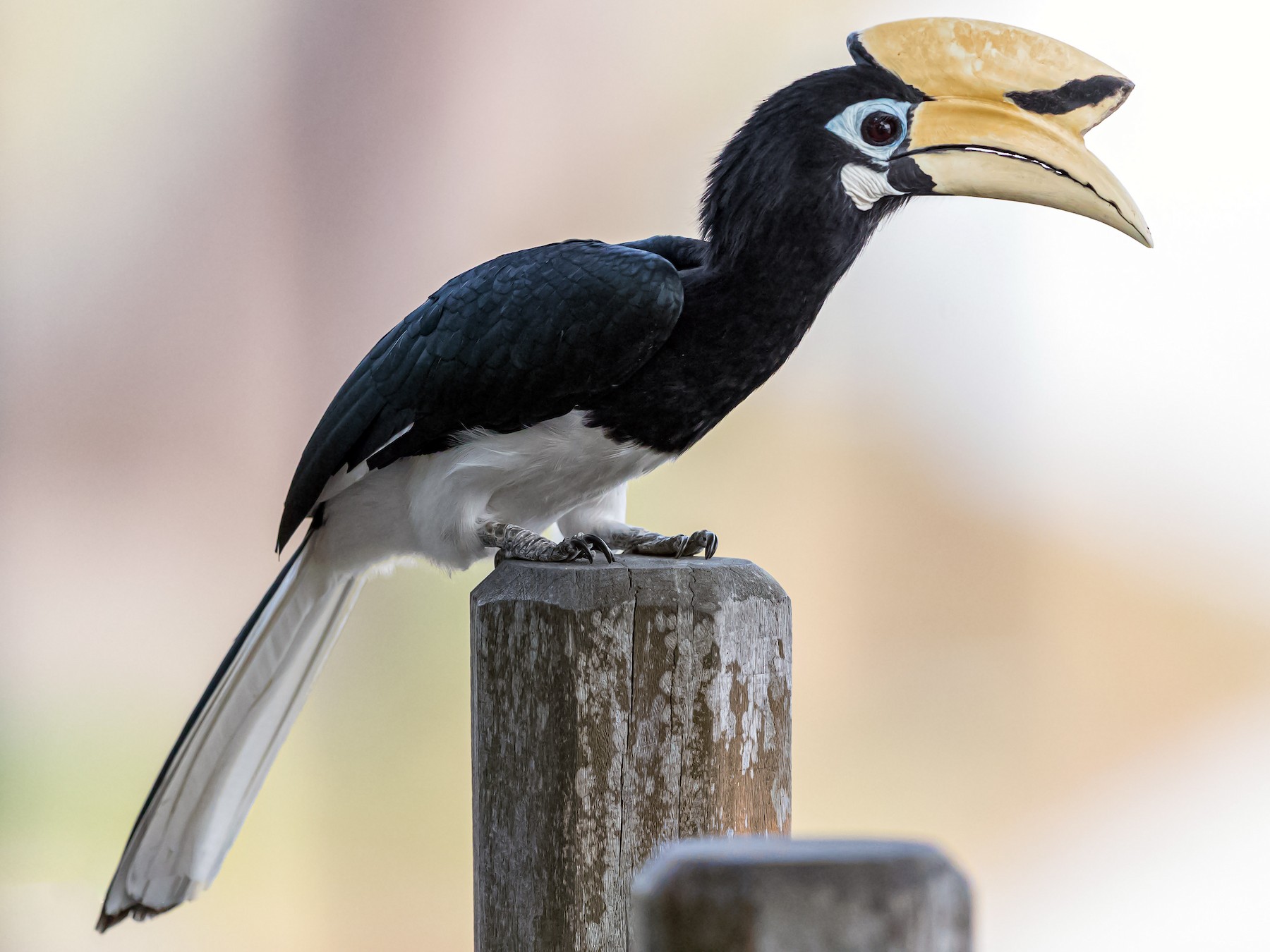 Oriental PiedHornbill eBird