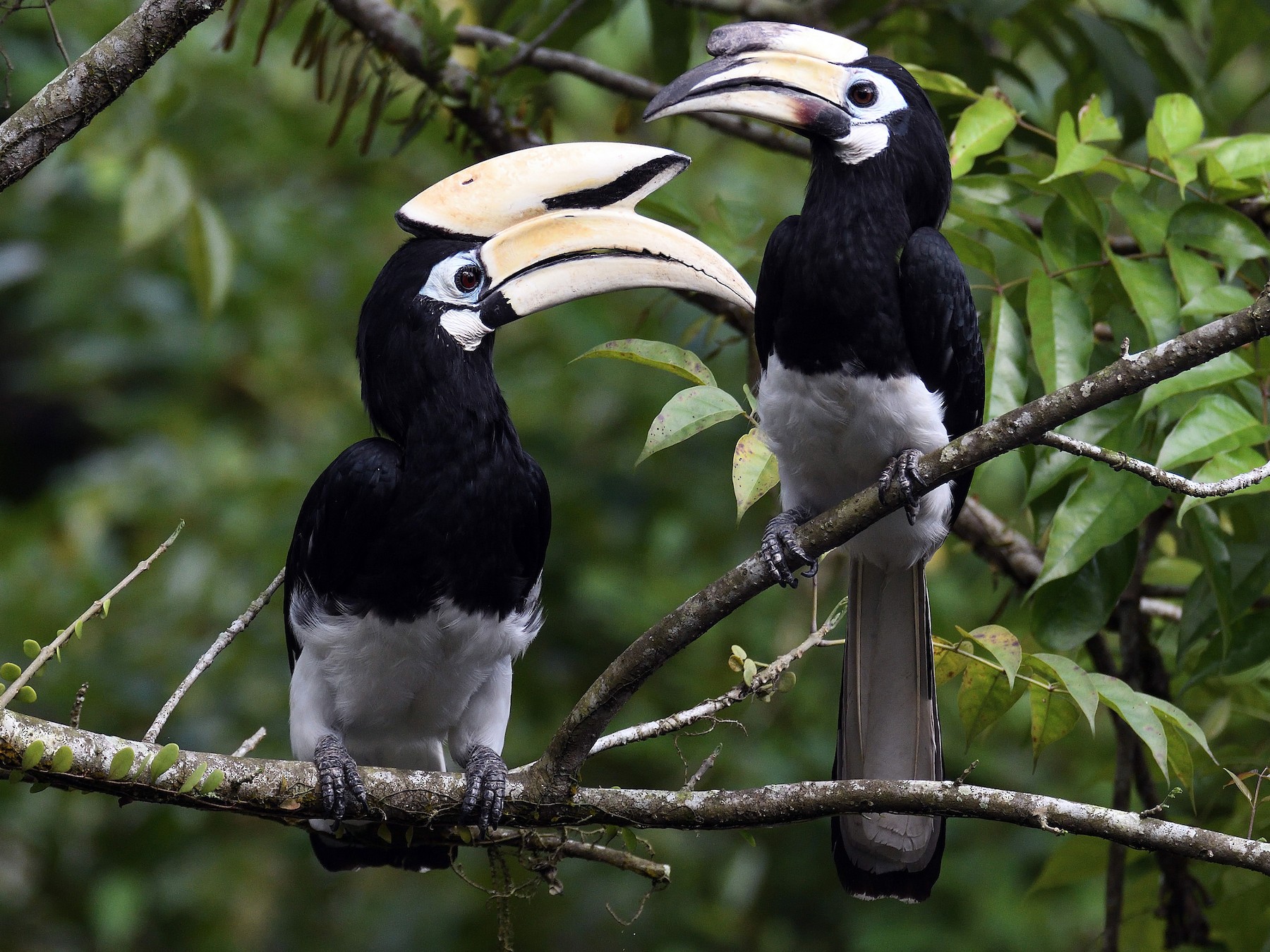 Oriental Pied-Hornbill - terence zahner