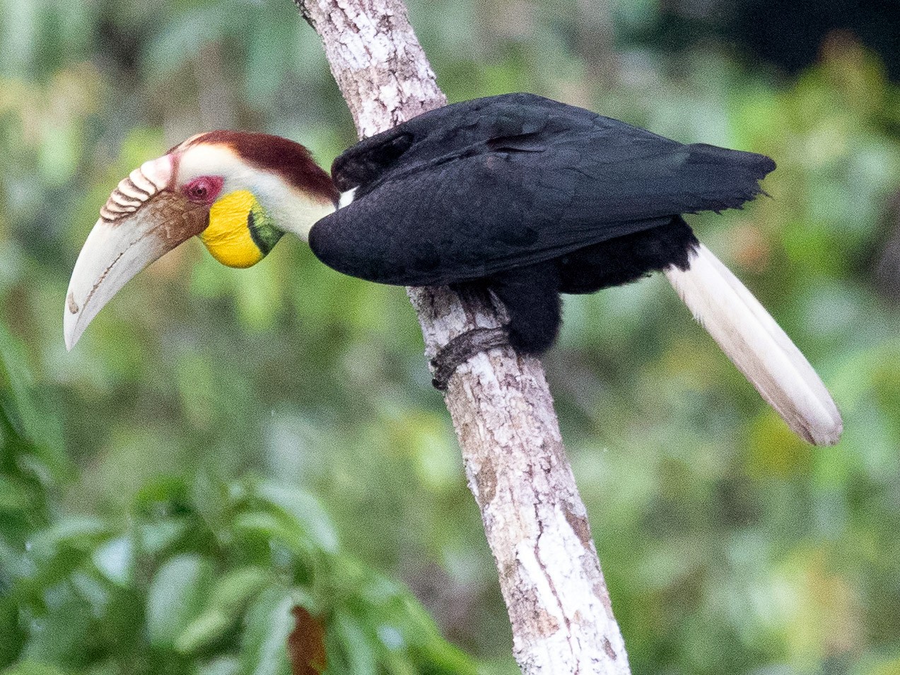 Wreathed Hornbill - Tony Byrne