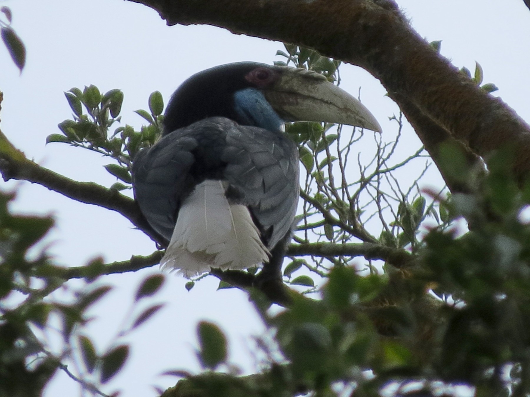 Wreathed Hornbill - Tom Wheatley