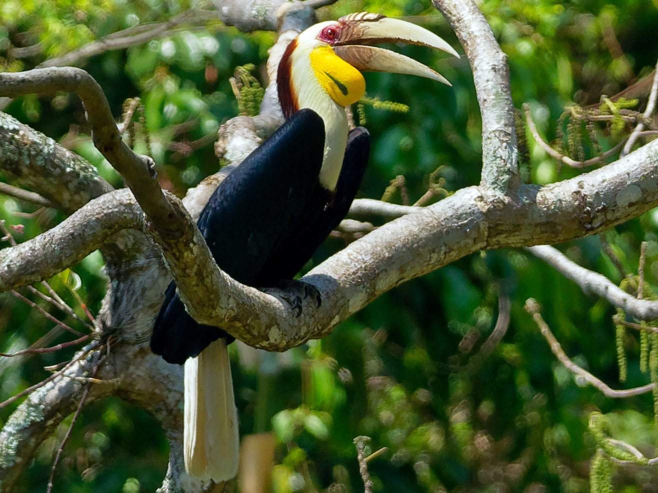 Wreathed Hornbill - Vincent Wang