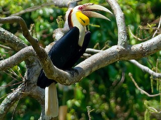  - Wreathed Hornbill