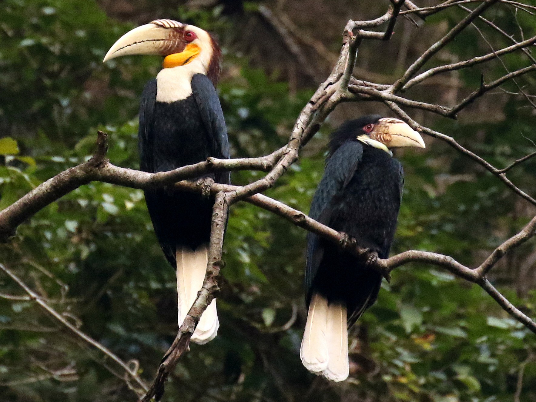 Wreathed Hornbill - Frank Thierfelder