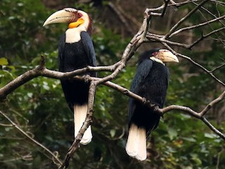 雄鳥和雌鳥 - Frank Thierfelder - ML186466591