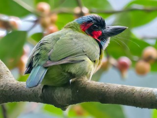  - Black-eared Barbet