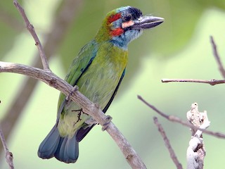  - Blue-eared Barbet