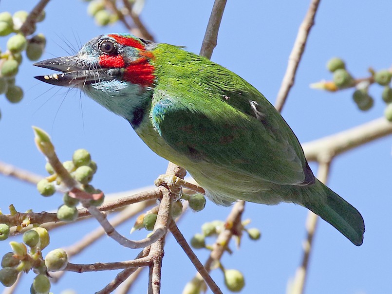 Blue-eared Barbet - Dave Bakewell