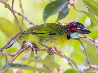 Qanday qilib qiz cums: jerking off va cumming