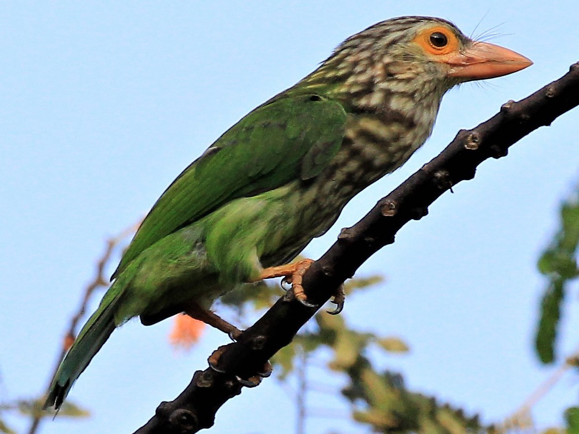 Lineated Barbet - Steven Cheong