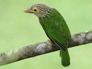  - Lineated Barbet
