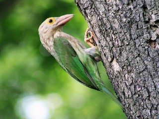  - Lineated Barbet