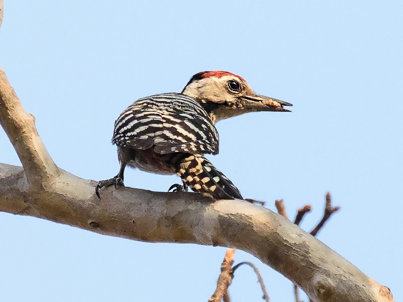 Freckle-breasted Woodpecker - George Pagos