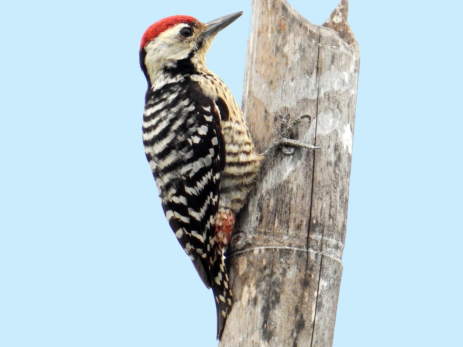 Freckle-breasted Woodpecker - John Sandve