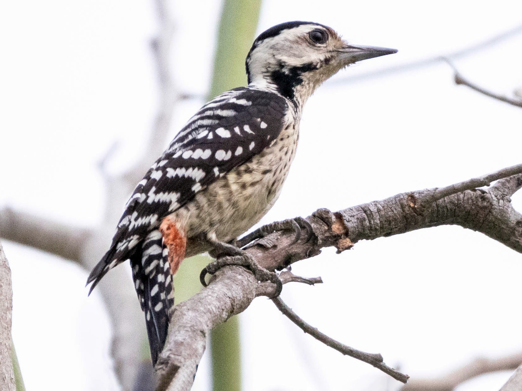 Freckle-breasted Woodpecker - Andaman Kaosung