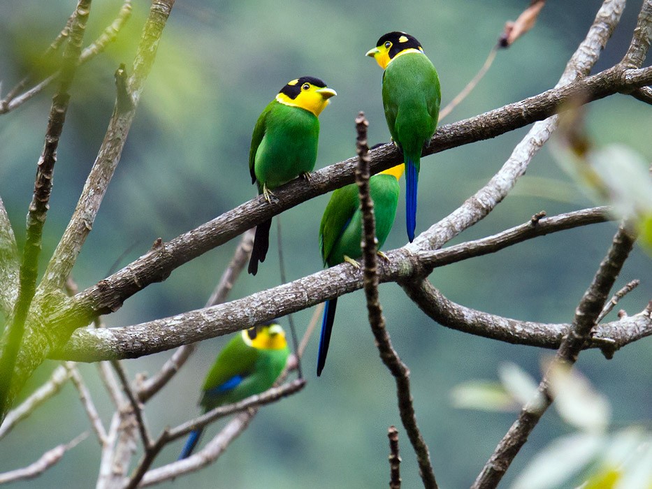 Long-tailed Broadbill - Craig Brelsford