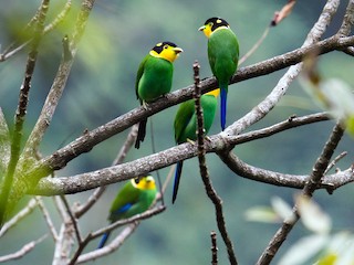 Long-tailed Broadbill - eBird