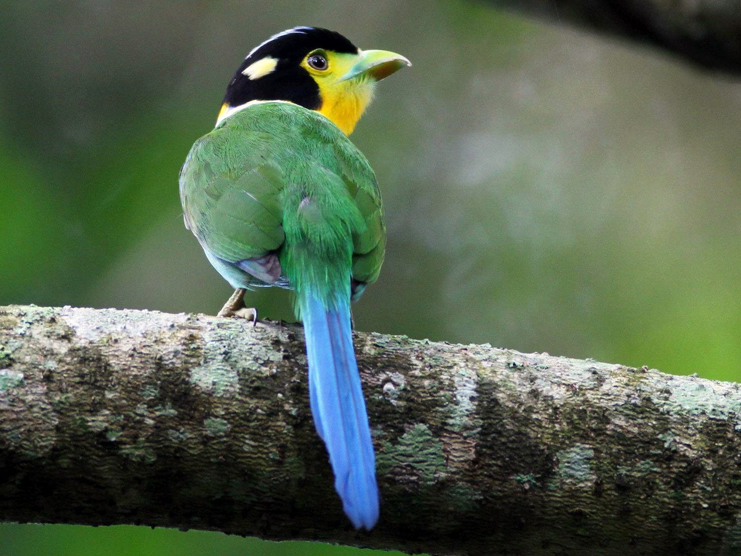 Long-tailed Broadbill - eBird