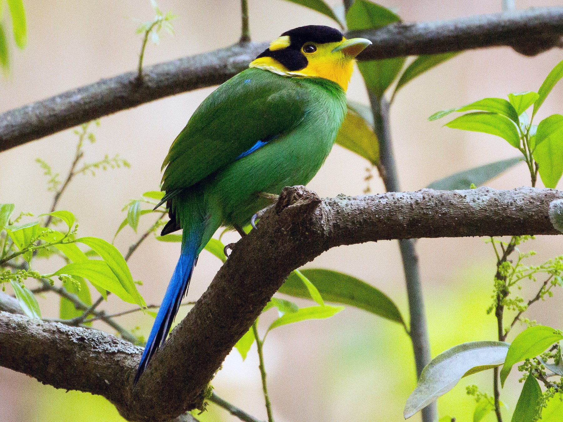 Long-tailed Broadbill - Santosh Singh