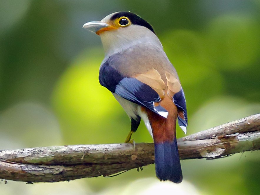 Silver-breasted/Gray-lored Broadbill - eBird