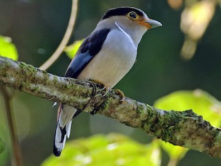  - Silver-breasted Broadbill